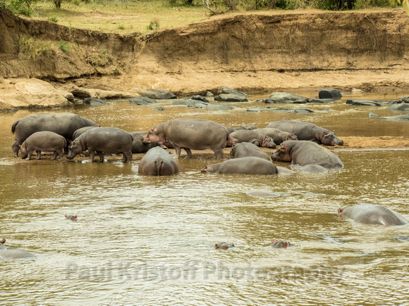 Maasai Mara National Park-254