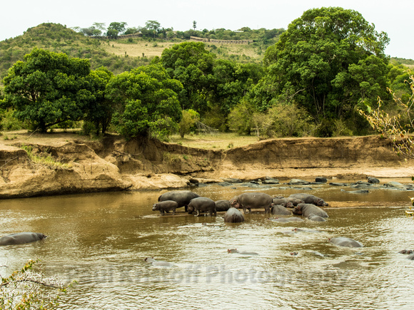 Maasai Mara National Park-258