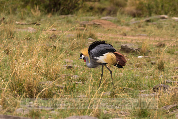 Maasai Mara National Park-341