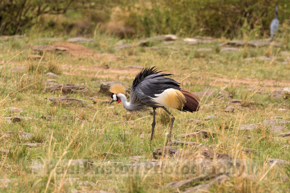 Maasai Mara National Park-344