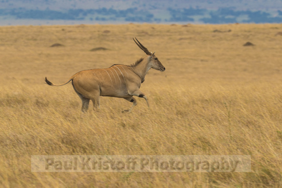 Maasai Mara National Park-369