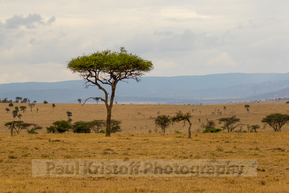 Ol Kinyei Masai Mara-11