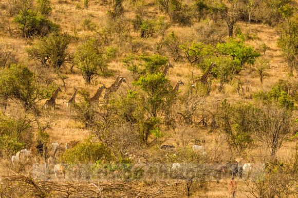 Ol Kinyei Masai Mara-124