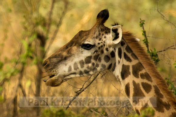 Ol Kinyei Masai Mara-151
