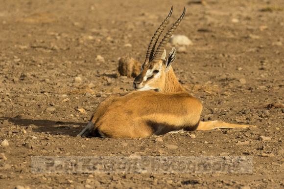 Ol Kinyei Masai Mara-178