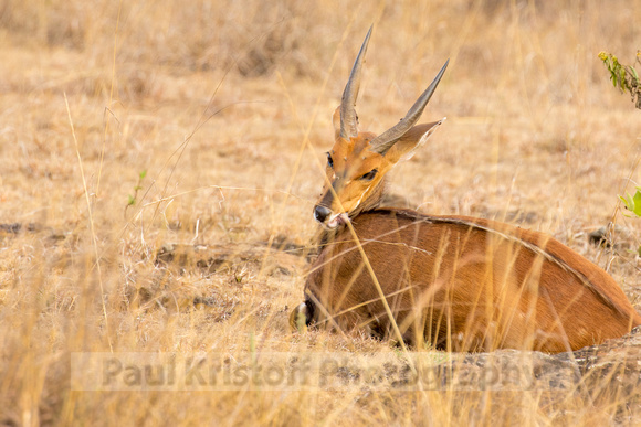 Nairobi National Park-8