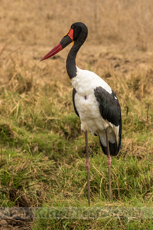 Nairobi National Park-46