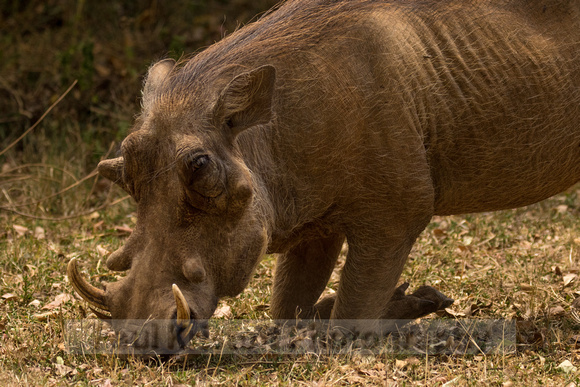 Nairobi Tented Camp-53