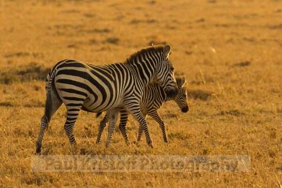 Ol Kinyei Masai Mara-502
