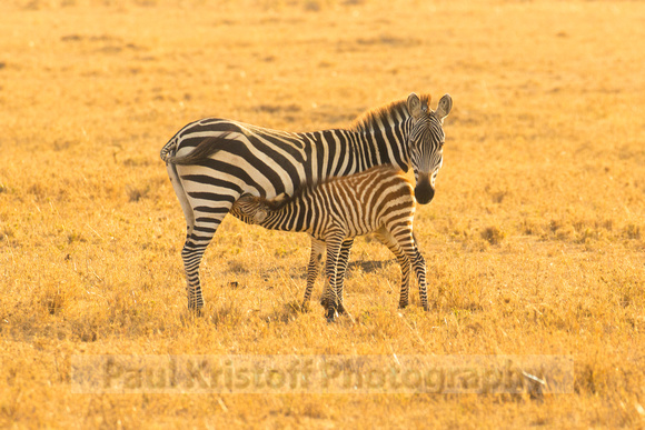 Ol Kinyei Masai Mara-509