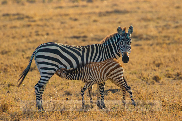 Ol Kinyei Masai Mara-513