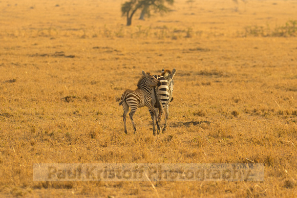 Ol Kinyei Masai Mara-518