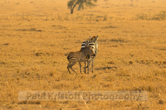 Ol Kinyei Masai Mara-519