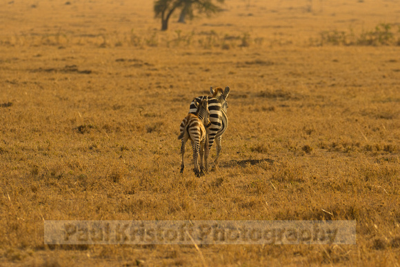 Ol Kinyei Masai Mara-521