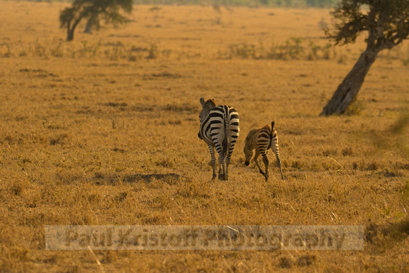 Ol Kinyei Masai Mara-525