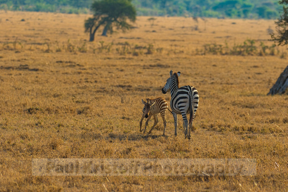 Ol Kinyei Masai Mara-527