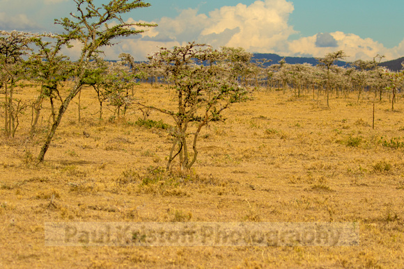 Ol Kinyei Masai Mara-13