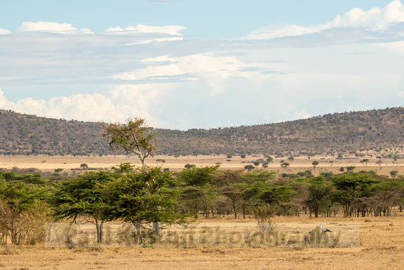Ol Kinyei Masai Mara-20