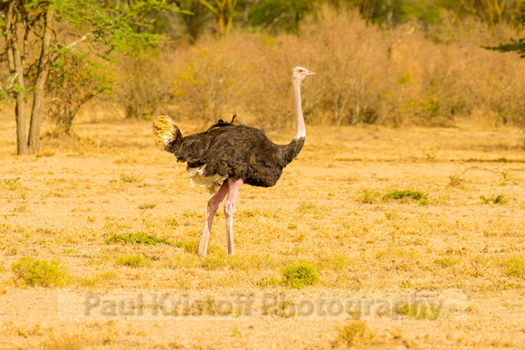 Ol Kinyei Masai Mara-43