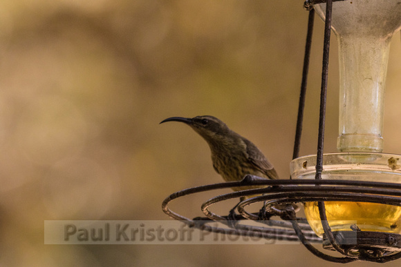 Nairobi Tented Camp-27