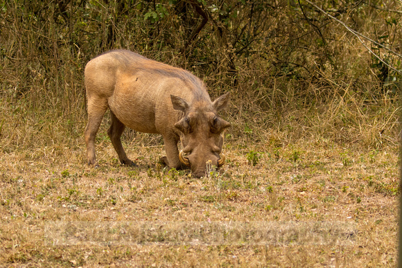 Nairobi Tented Camp-48