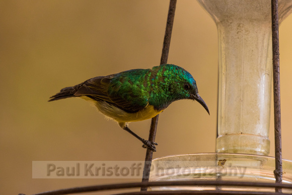 Nairobi Tented Camp-70