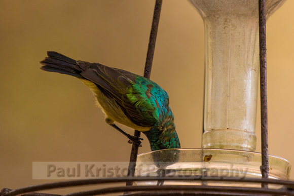 Nairobi Tented Camp-71