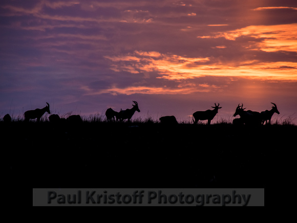 Olare Motorogi Conservancy-5268