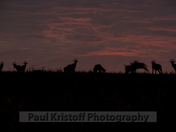 Olare Motorogi Conservancy-5250