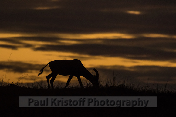 Olare Motorogi Conservancy-5246