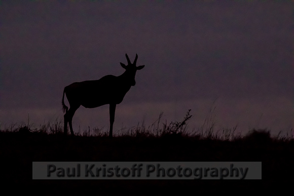 Olare Motorogi Conservancy-5238