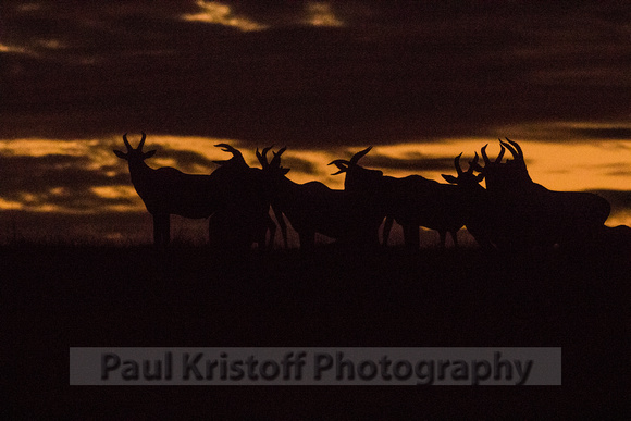 Olare Motorogi Conservancy-5225