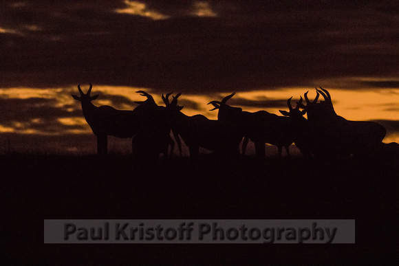 Olare Motorogi Conservancy-5224