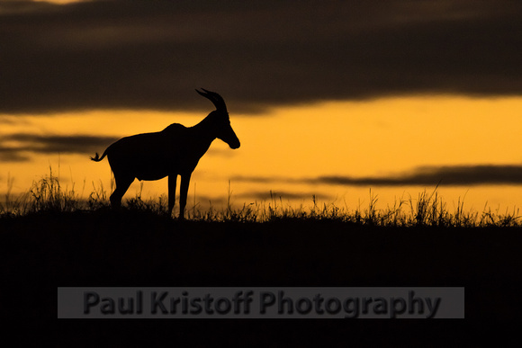 Olare Motorogi Conservancy-5239