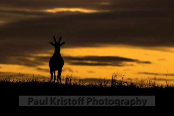 Olare Motorogi Conservancy-5242