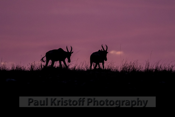 Olare Motorogi Conservancy-5294