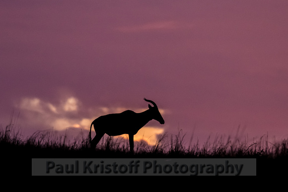 Olare Motorogi Conservancy-5296