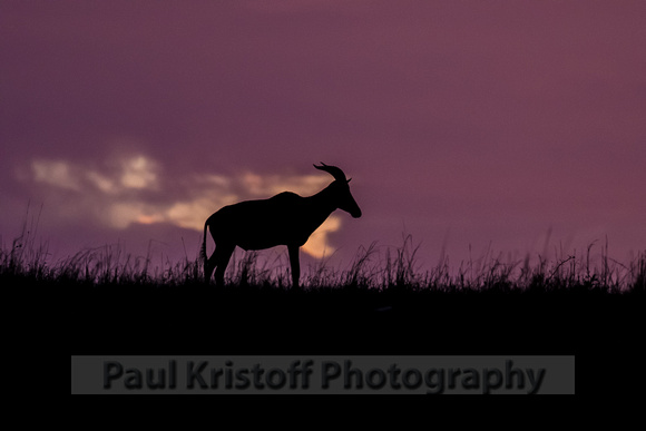 Olare Motorogi Conservancy-5298