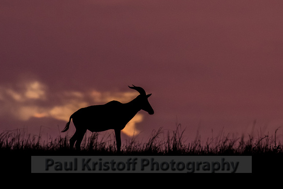 Olare Motorogi Conservancy-5299