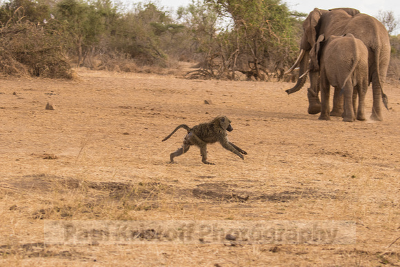 Selenkay Conservancy-1000