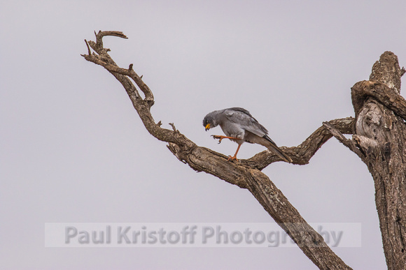 Selenkay Conservancy-499