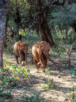 Sheldrick Elephant Orphanage-9