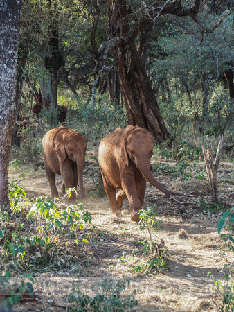 Sheldrick Elephant Orphanage-9