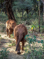 Sheldrick Elephant Orphanage-12