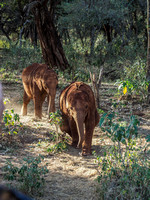 Sheldrick Elephant Orphanage-18