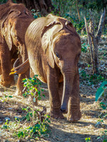 Sheldrick Elephant Orphanage-24