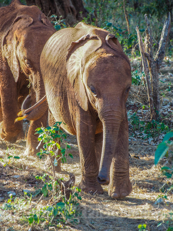 Sheldrick Elephant Orphanage-24
