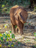 Sheldrick Elephant Orphanage-30