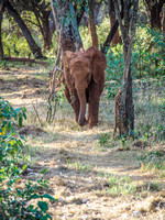 Sheldrick Elephant Orphanage-45