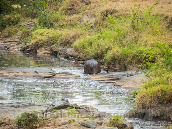 Olare Motorogi Conservancy-5382